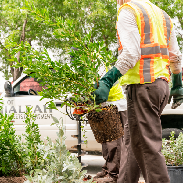 CANOPY MIAMI PLANTS 1,500 TREES IN HIALEAH